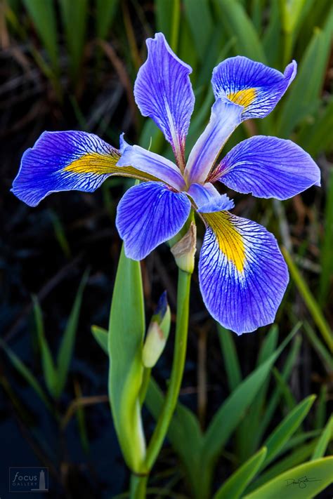 Wild Blue Flag Iris | Upper Herring Lake Nature Preserve, Benzie County ...