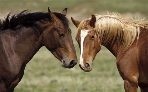 Two brown horses wallpapers and images - wallpapers, pictures, photos