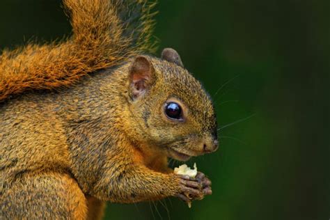 38+ Types of Squirrels - Field Guide (Names, Photos and More) - Outforia