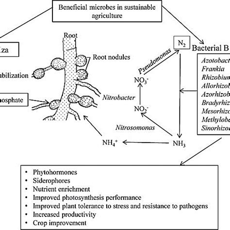 Fixation of nutrients like Nitrogen, Phosphorus in legume crops via ...