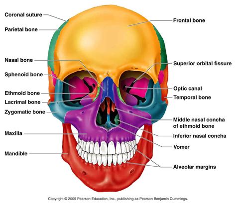 Classification of Bones | Skull anatomy, Anatomy bones, Skull