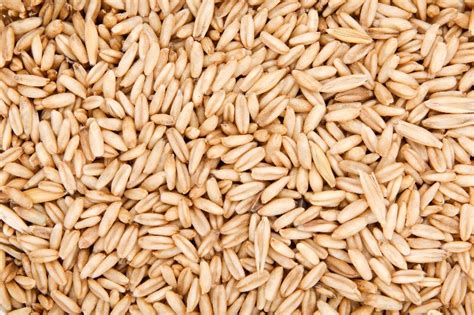 Common Triticale Seeds, for Agriculture, Cooking, Food, Medicinal ...