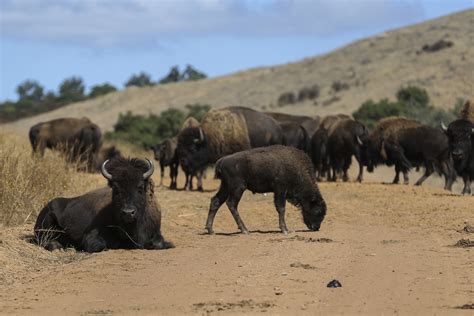 Camp Pendleton is home to Marines, Navy hovercraft and...a herd of ...