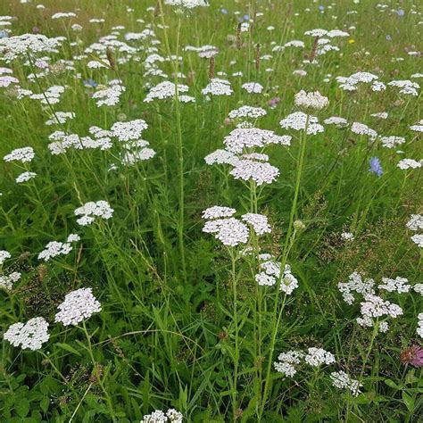 Seeds of Common Yarrow - ACHILLEA MILLEFOLIUM - The Original Garden