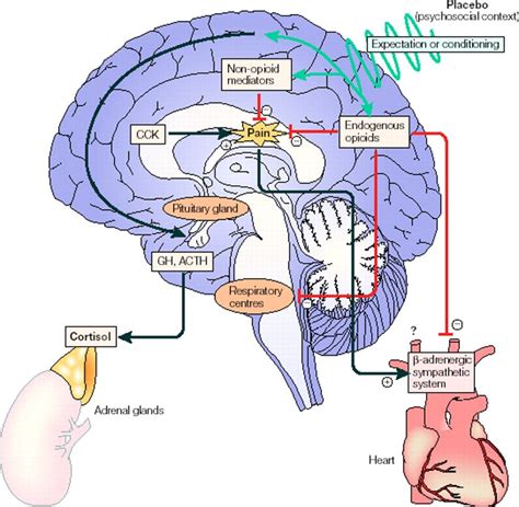 The Placebo Effect | FOS Media Students' Blog