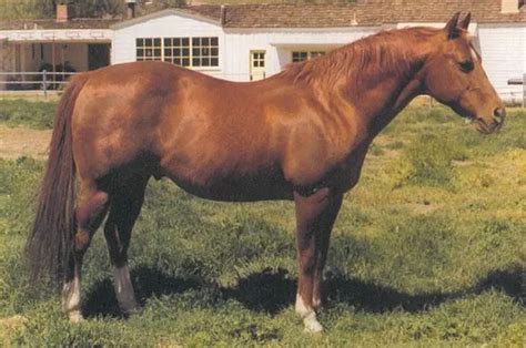 7 Famous Ranch & Quarter Horse Bloodlines