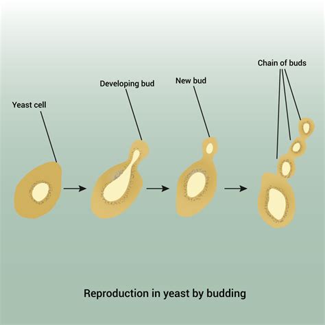 Budding is the mode of reproduction observed in