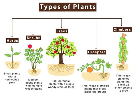 Important For Students! Classification Of Plants According To Growth ...