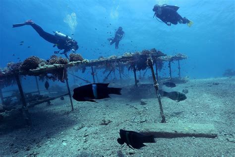 Bach anrufen Unregelmäßigkeiten diving jordan red sea dramatisch ...