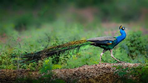 Peacock Fact Sheet | Blog | Nature | PBS