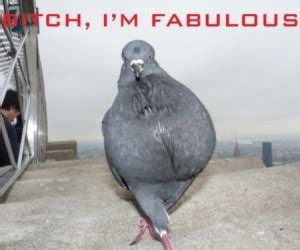 Funny Quotes About Pigeons. QuotesGram