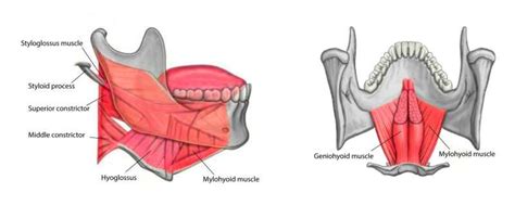 Anatomy, Head and Neck: Hyoglossus Muscle - StatPearls - NCBI Bookshelf