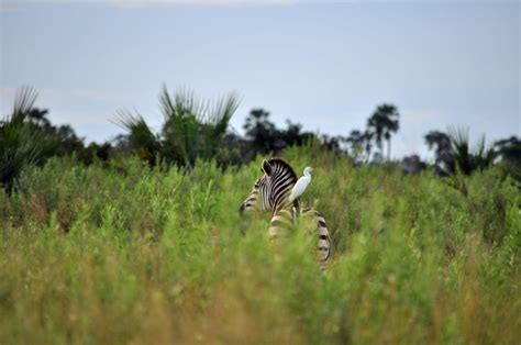 Top 10 Tourist Attractions In Botswana - Secret Africa