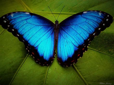 Blue Morpho Butterfly Drawing at PaintingValley.com | Explore ...