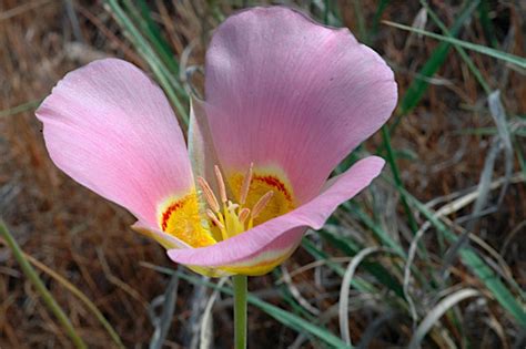 Calochortus nuttallii (pink form) Seeds @ Alplains | Fall plants ...