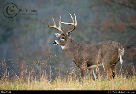 Photo of a Large 8-Point Buck Deer