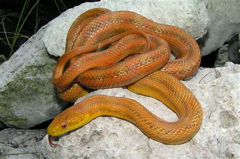 Rules of the Jungle: Yellow Rat Snake