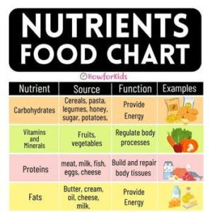 Nutrients in Food [Types and Functions] – HowForKids