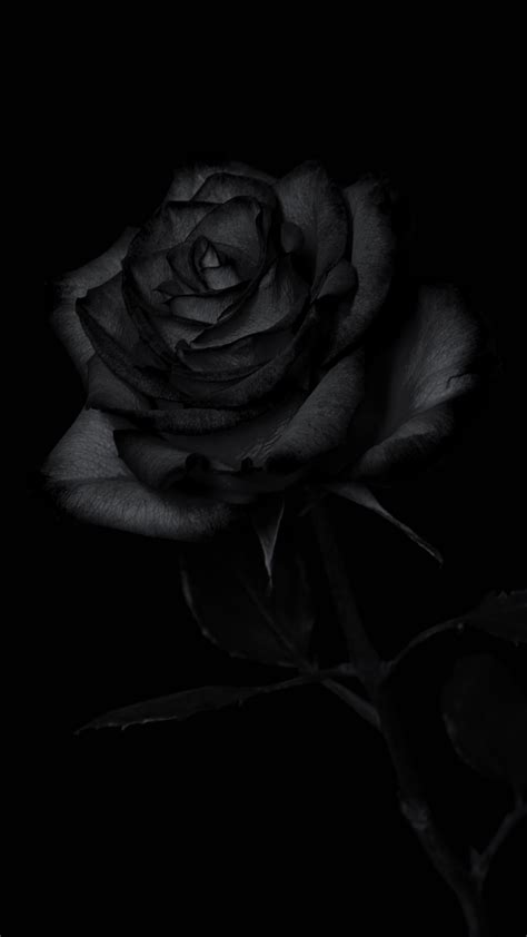 Black Rose Wallpaper | WhatsPaper