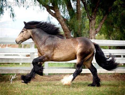 Gypsy Vanner Horses for Sale | Stallion | Sooty Buckskin | Duke