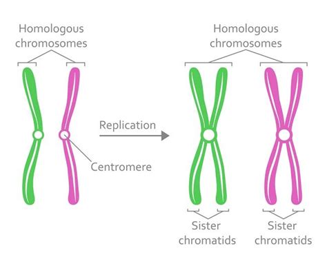 56 Best Of Definition Of Haploid In Biology - insectza