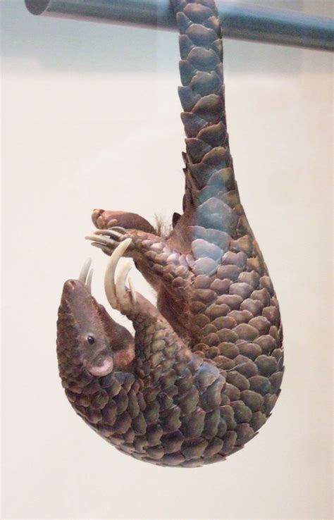 Chinese pangolin - Wikipedia