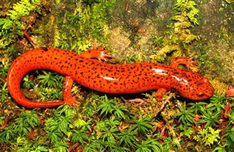 Salamander - Frogs are cute, sure, but salamanders definitely hold the ...