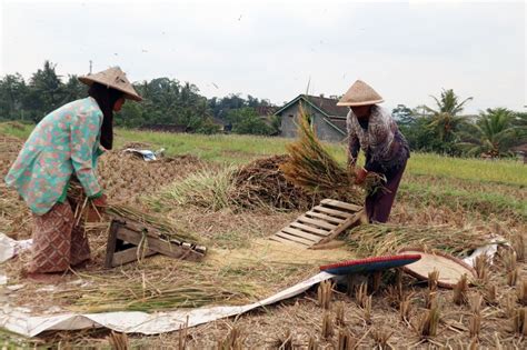 Bantu Warga Terdampak Covid-19, Petani Sumbangkan Hasil Panen Padi