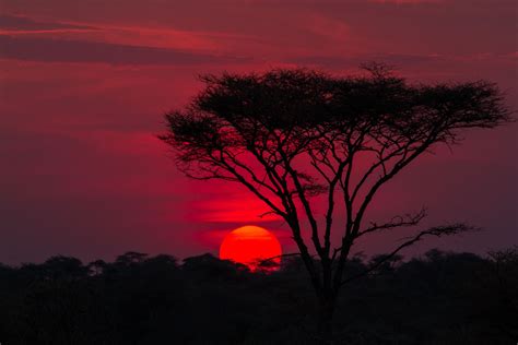 Serengeti Sunset