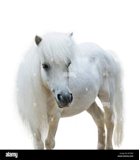 White Pony Isolated On White Background Stock Photo - Alamy