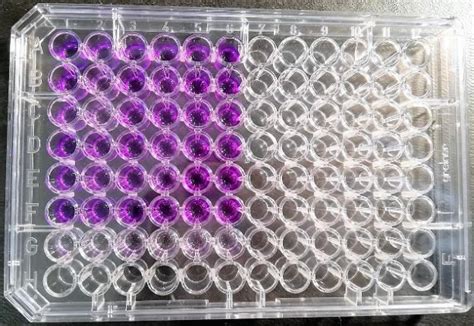 Crystal violet staining assay. | Download Scientific Diagram