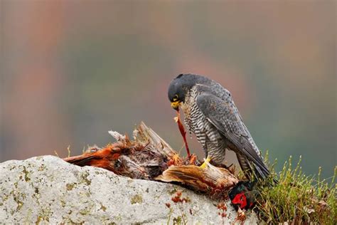 Hunting Peregrine Falcon bird — Stock Photo © OndrejProsicky #151813004