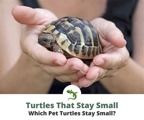 What Kind Of Turtle Is The Smallest | Turtle Times