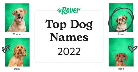 Top 100 Most Popular Dog Names in 2022 | Rover.com