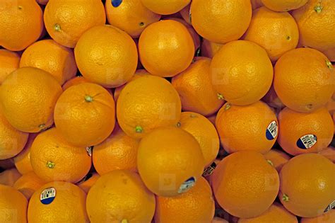 Florida oranges stock photo (33902) - YouWorkForThem