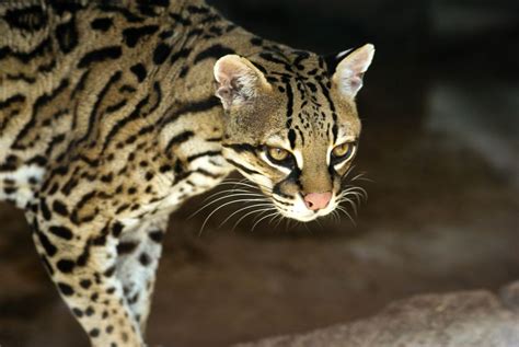 Facts About Ocelots | Live Science