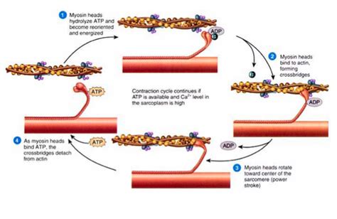 biochemistry of muscle contraction Flashcards | Quizlet