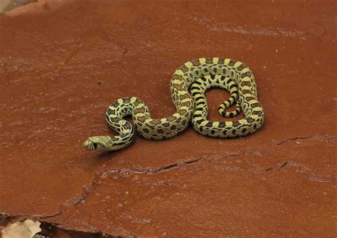 Bullsnake Care and Breeding Info - worldpetinfo.com