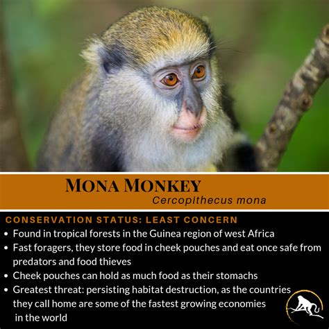 Mona Monkey, Cercopithecus mona - New England Primate Conservancy ...