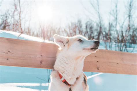 100+ Dogs Pictures | Download Free Images on Unsplash | Dog pictures ...