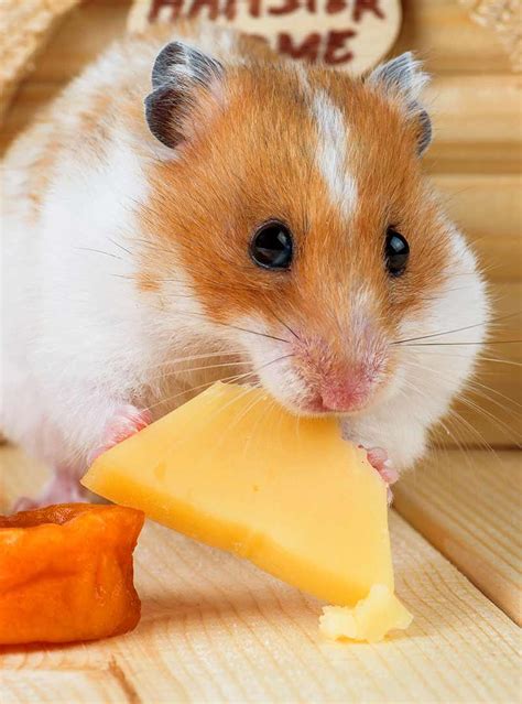 Can Hamsters Eat Cheese?