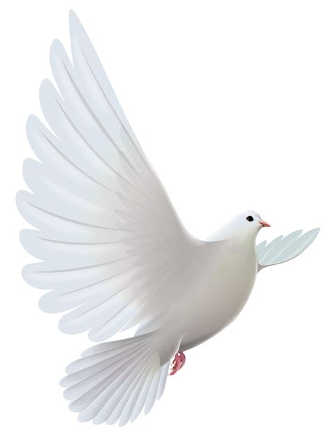 Free White Bird Png, Download Free White Bird Png png images, Free ...