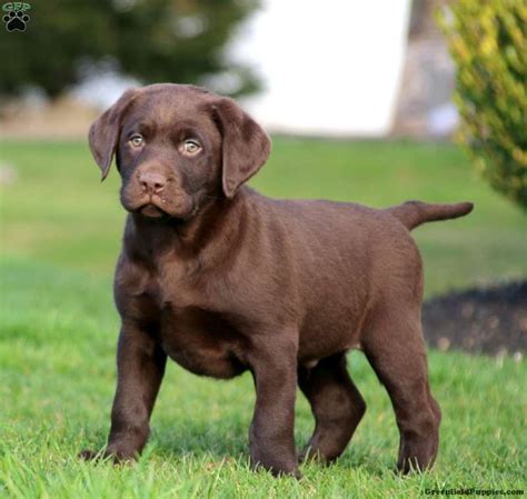 How Much Does A Chocolate Labrador Cost?