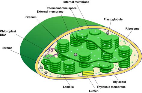 Plastids- Definition, Structure, Types, Functions and Diagram