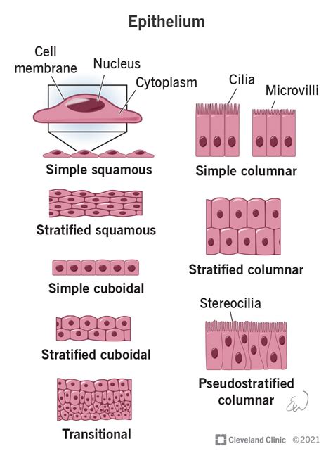 Epithelial Tissue Chart | ubicaciondepersonas.cdmx.gob.mx