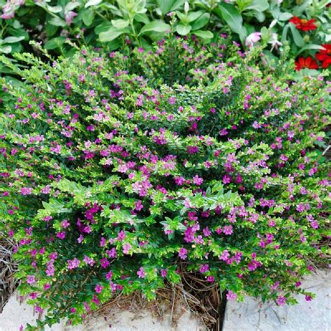 Find more Cuphea varieties here Summer Plants, Fall Plants, Garden ...