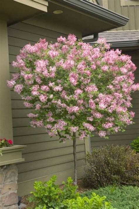 Ornamental Flowering Trees For Small Gardens / Buy ornamental cherry ...