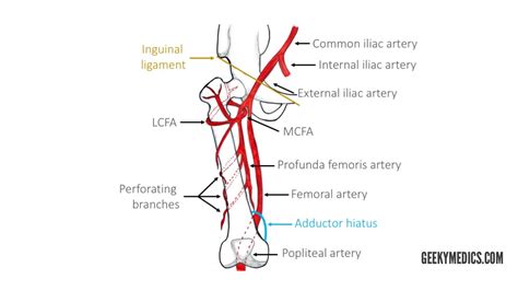 Arterial Supply of the Thigh and Gluteal Region | Geeky Medics