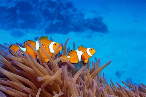 The Animals of the Great Barrier Reef