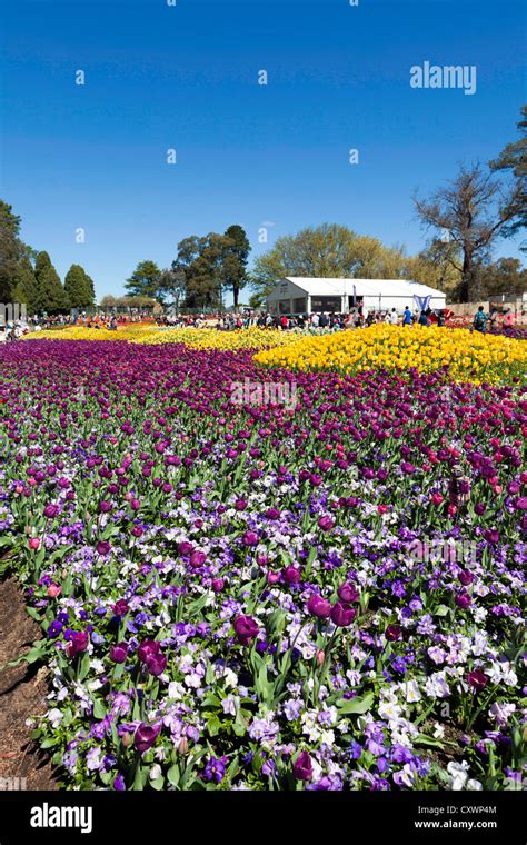 Masses of tulips and pansies at Floriade, Commonwealth Park, Canberra ...